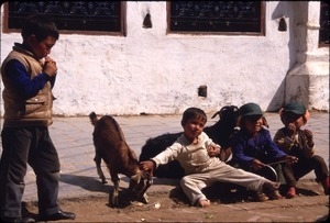 Boys with goats, Boudhanath Stupa