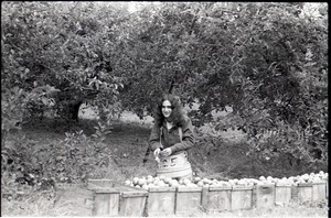 Ron Cobleigh, picking apples