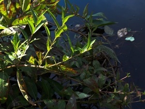 Vegetation dipping into the water, Wellfleet Bay Wildlife Sanctuary