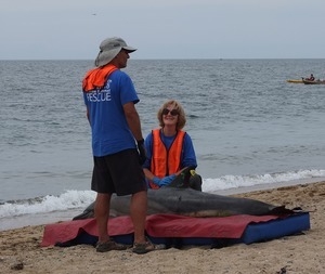 International Fund for Animal Welfare volunteers care for stranded dolphins lying on cushions near the water, with crowd looking on