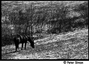 May Day at Packer Corners commune: horse grazing in the field