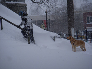 Man trudging up steps of the Hampshire County Courthouse, Northampton, Mass., through deep snow, yellow labrador retriever looking on