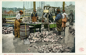 Weighing up the catch, Gloucester, Mass.