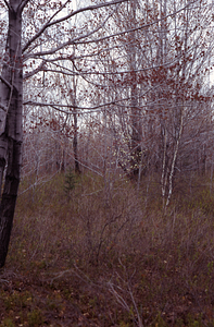 Shadbush (Amelanchier canadensis) in flower, with gray birch (Betula populifolia) and red maple (Acer rubrum) overstory in Hopkins pasture.
