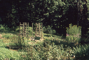 Buxton Garden restoration, grape arbor under construction.