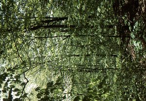 American beech (Fagus grandifolia) and sugar maple (Acer saccharum) canopy in early May, 1977 in the Beinecke Stand.