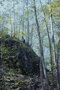 Northwest Hill carbonate outcrop between Permanent Plots 0942 and 1042.