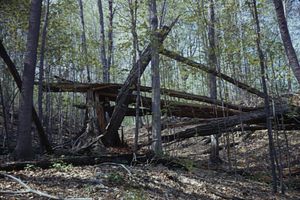 Storm-snapped (~1970) red oak (Quercus rubra) north of Permanent Plot 1042.