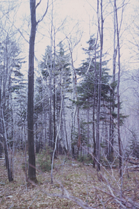 Red spruce (Picea rubens) and beech (Fagus grandifolia) at high elevation in Middle Branch Birch Brook.