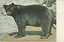 Montana Black Bear "Jack" Norumbega Park, Mass.