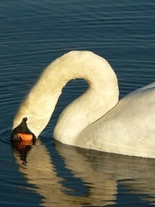 Swan floating on the water, beak under the surface
