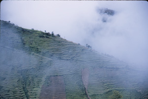 Terraced farming in Kathmandu Valley