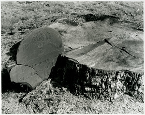 Broken stone in tree trunk