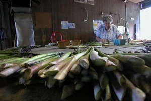 Hibbard Farm: woman at a round table, sorting and bunching asparagus