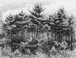 White pine stand by Stephen L. Hamilton