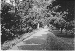 Campus Views, Roads and Walks ca. 1915-1918