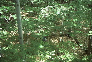 U.S. Dept. Interior Acid Rain, Acid Soils Study. American beech site, collection infrastructure.