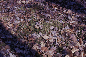 Sphagnum moss at base of hill in the Moon Lot.