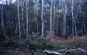 White Birch Study after clearcutting, with litter on the ground - Fall of 1954.