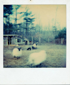 My sheep farm