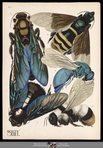 Insectes. Plate 5
