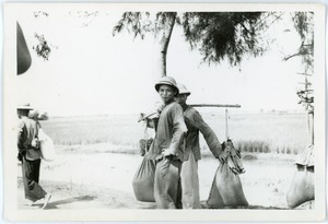 Two men carrying rice beside rice paddies