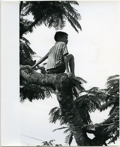 Child sitting in a tree
