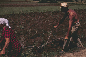 Harrowing in Orašac