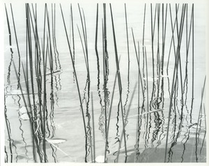 Reeds with squiggly reflections