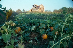Pumpkin field below Michael's house