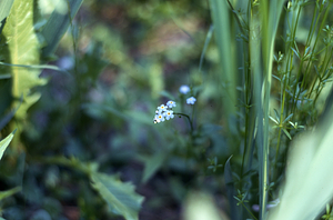 Forget-me-not (Myosotis scorpioides) in the Buxton Gardens moist spot.