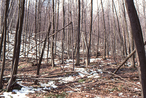 Birch Strips - White Birch Regeneration Study - White Birch Study Area. Strip 3.
