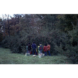 People and apples in an orchard on a Chinese Progressive Association trip