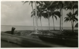View of the shore from under coconut palms