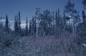 Taiga plants