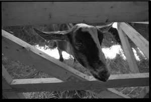 Goat in a pen at the Blandford Fair
