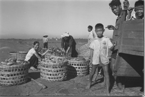 Farmers with crop of cucumbers awaiting pick up trucks in the morning.