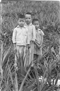 Children playing in pineapple field; Luong Hoa Village.