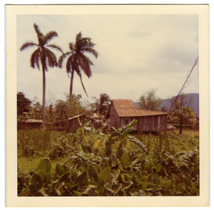 Rural housing in Cuban countryside