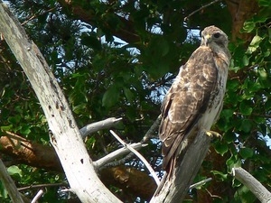 Red tailed hawk perched in a tree, Wellfleet Bay Wildlife Sanctuary
