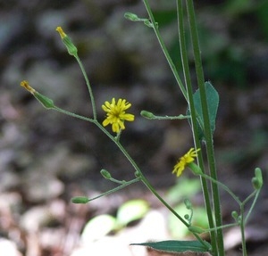 Plant with yellow flowers just opening, Wellfleet Bay Wildlife Sanctuary