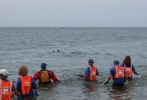 International Fund for Animal Welfare volunteers watch as stranded dolphins swim off away their release into the water