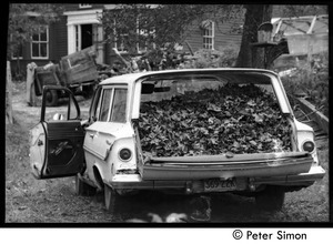 Rear of a station wagon loaded with raked leaves, Montague Farm commune