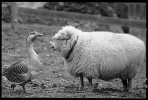 Sheep and goose standing together in a pasture during a spell of mild weather