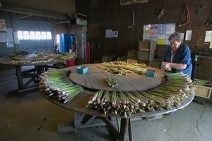 Hibbard Farm: woman at a round table, sorting and bunching asparagus