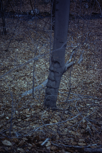 Pasture Page-wire fence on beech (Fagus grandifolia) near South Branch of Birch Brook weir.