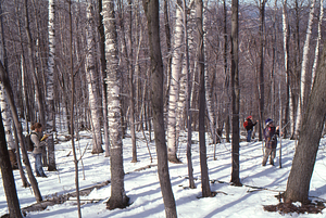 Birch Strips - White Birch Regeneration Study - White Birch Study Area. Isolation Strip 1.5 tree survey. 2. Left to right: Ben Montgomery (Class of 1998), Dawn Biehler (Class of 1997), and Amy Smith (Class of 1997).