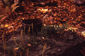Old iron pot and clubmoss near old house site north of Upper Loop Trail.