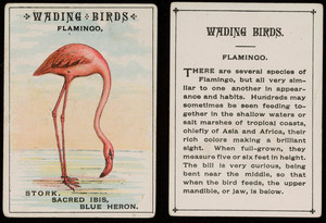 Wading birds, flamingo, location unknown, undated