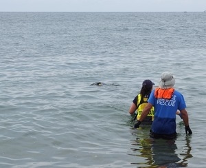 International Fund for Animal Welfare volunteers watch as stranded dolphins swim off away their release into the water